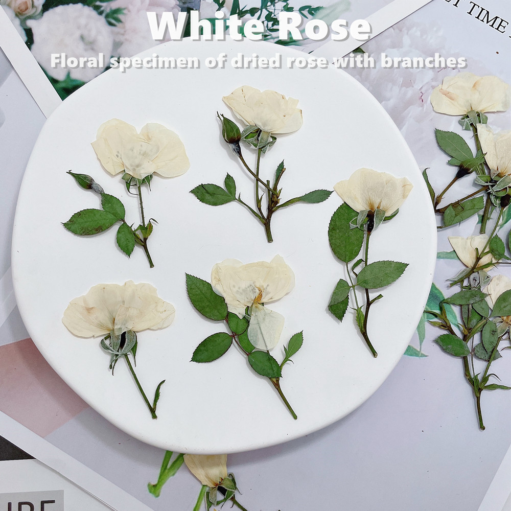 12 Pezzi, Rami di Rose Natural - Wedding Card Box recensione e prezzo